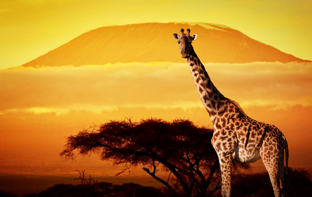 Afrika