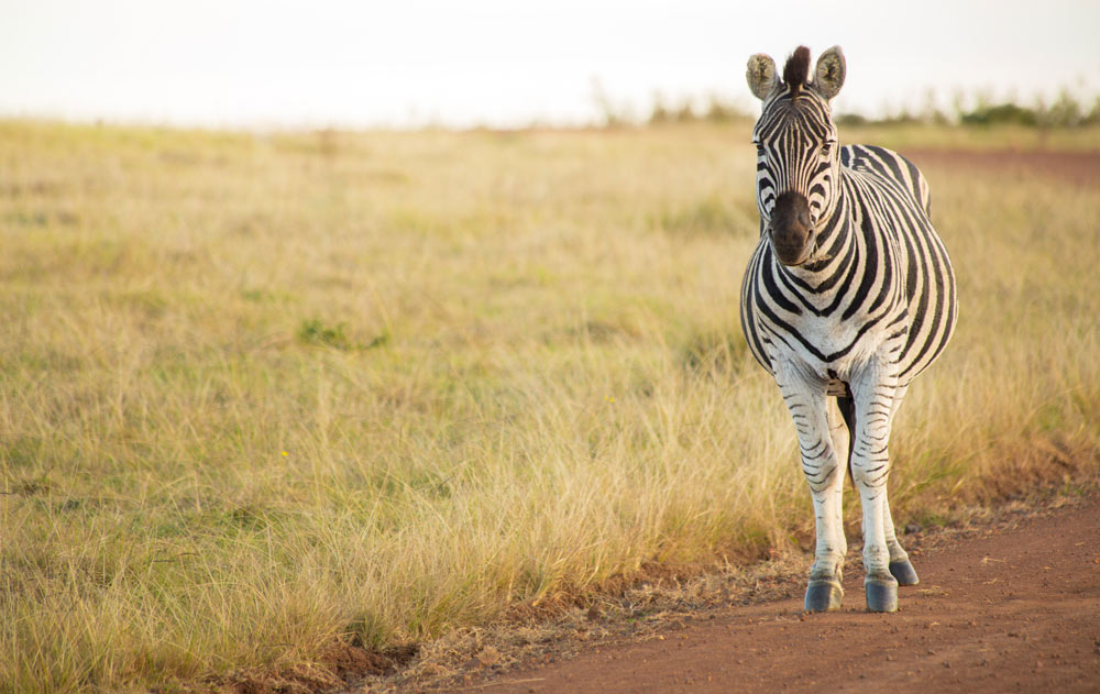 Zebra
