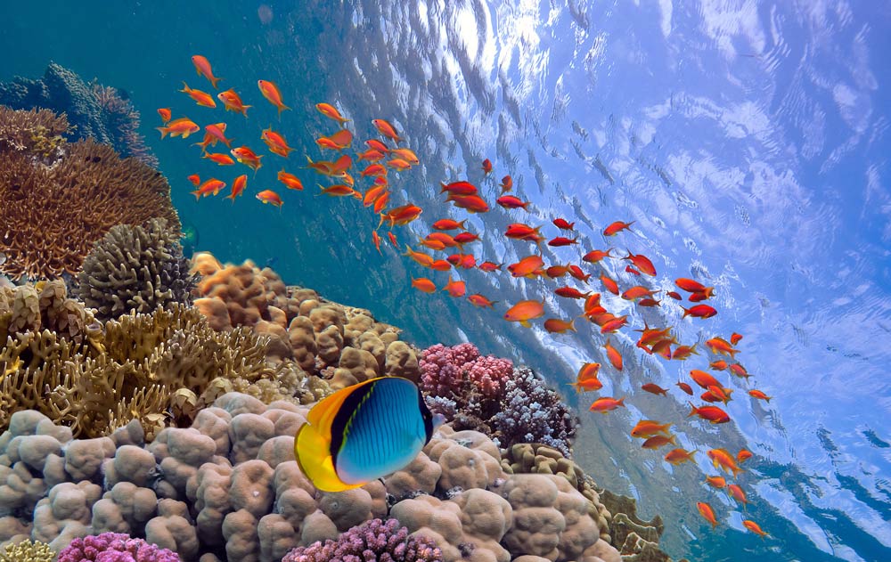 Fiji