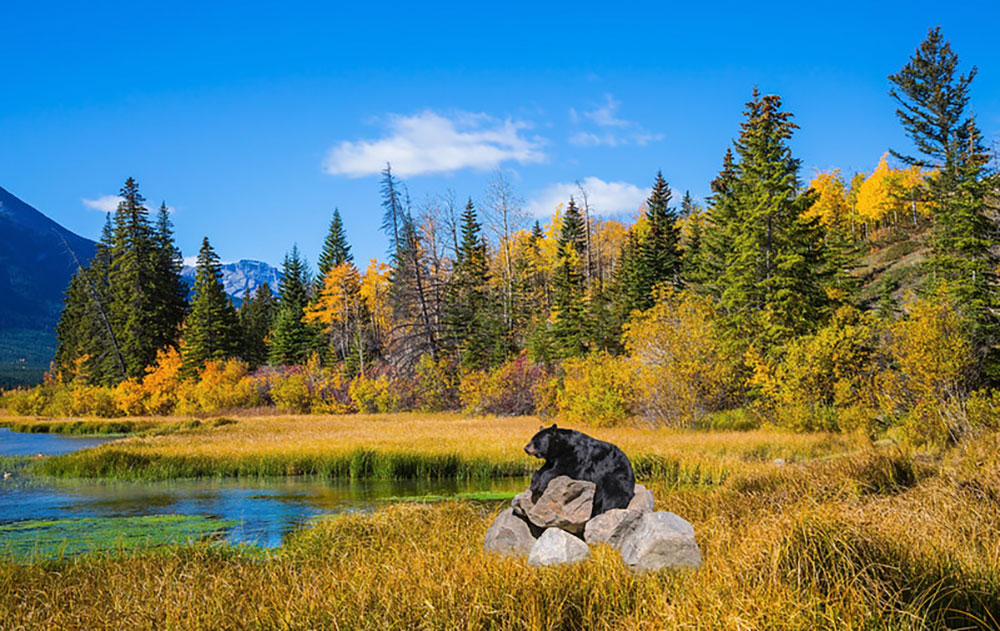 Bearwatching Kanada