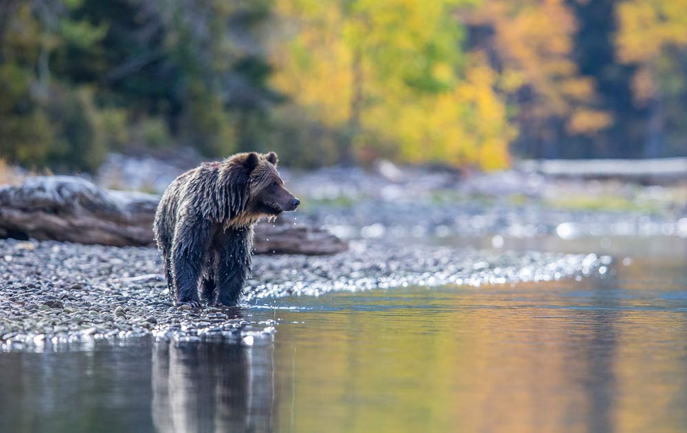 Bär am Fluss in British Columbia