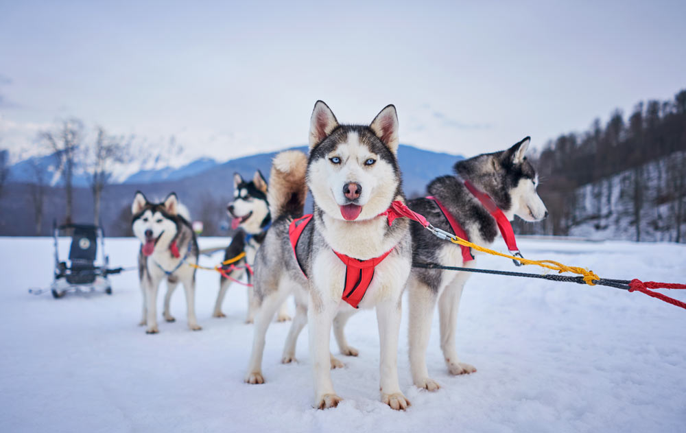 Schlittenhunde im Schnee