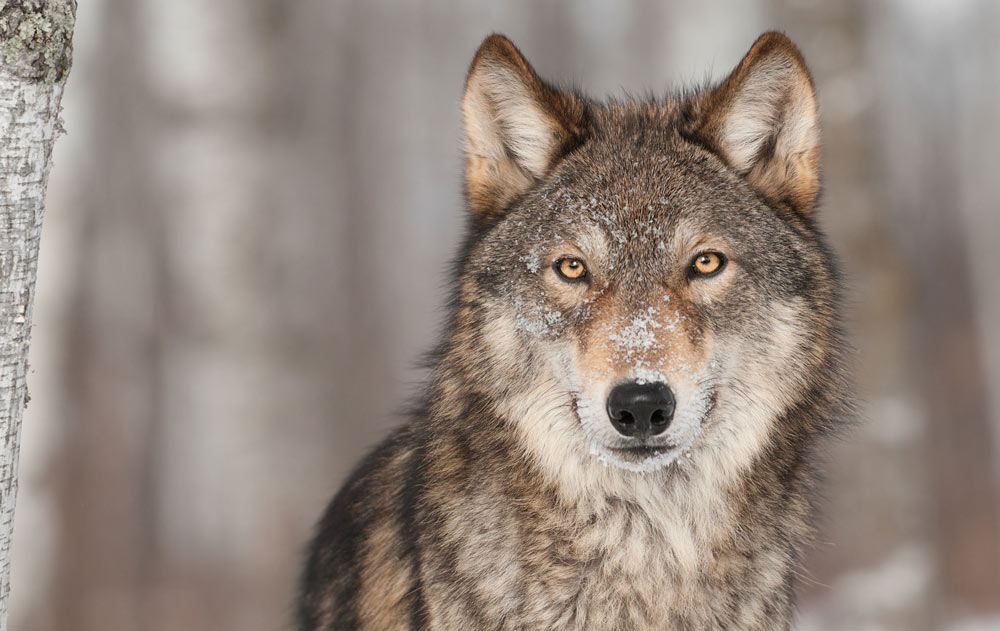 Nahaufnahme eines Wolfs im Schnee