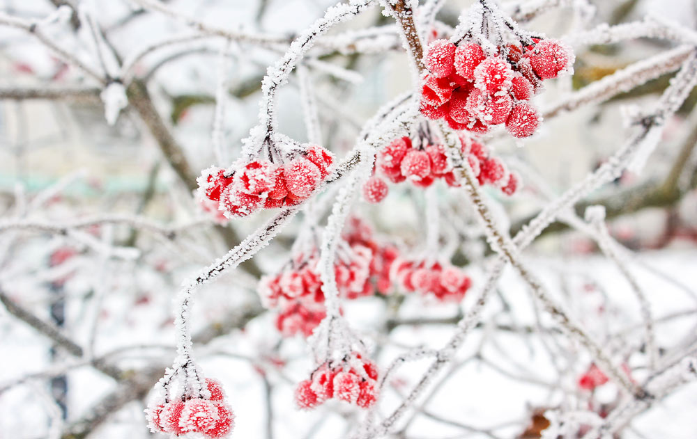 Beeren im Winter